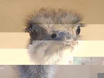 ostrich.jpg